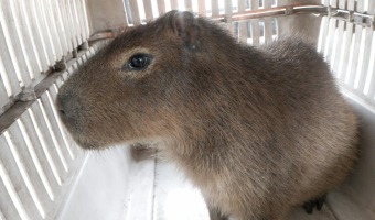 APARECI UN CARPINCHO EN LA VA PBLICA; ZOONOSIS ALERTA SOBRE LOS PELIGROS DEL MASCOTISMO